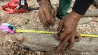 Batang-batang kayu diukur dan dipotong sesuai kebutuhan untuk pembangunan rumah pohon.