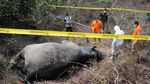 Miris! Gajah Sumatera Mati Diracun di Aceh Timur