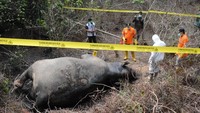 Tim Dokter Hewan Balai Konservasi Sumber Daya Alam (BKSDA) Aceh bersama tim identifikasi Polres Aceh Timur bersiap melakukan proses pembedahan gajah Sumatra yang mati di kawasan perkebunan yang berada di Aceh Timur.