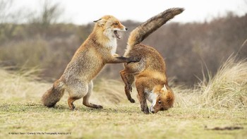 Kategori Highly Commended : Alastair Marsh dengan foto berjudul Waltz gone wrong. Foto: Comedy Wildlife Photografphy Awards