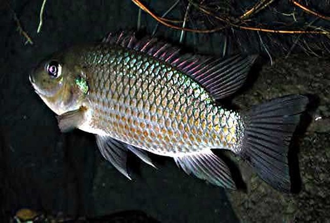 Hari Ikan Nasional, Ini 5 Ikan Air Tawar Indonesia yang Populer