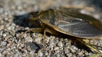 Serangga yang dibagikan dalam pesan hoax tersebut sebetulnya adalah giant water bug atau serangga air raksasa dari jenis Belostomatidae. (Foto: Ryan Hodnett/Wikimedia Commons)