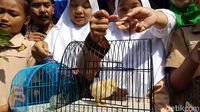 Duh, Anak Ayam Program Chickenisasi Bandung Dimakan Kucing-Tikus