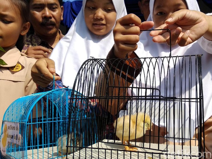 Pemkot Bandung memulai progam chickenisasi atau bagi-bagi ayam pada pelajar untuk cegah kecanduan gadget.