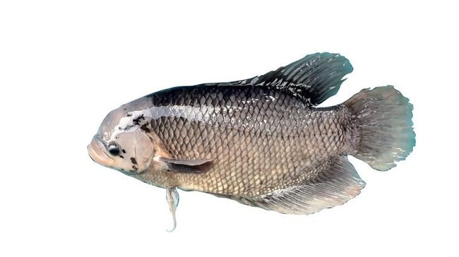 Hari Ikan Nasional, Ini 5 Ikan Air Tawar Indonesia yang Populer