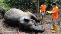 Berdasarkan hasil nekropsi pihak BKSDA Aceh menyebutkan kematian gajah betina yang berusia 25 tahun tersebut diduga akibat memakan racun karena pihaknya menemukan pakan di dalam lambung berwarna hitam pekat.