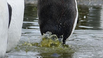 Kategori Highly Commended : Eric Keller dengan foto berjudul Inconspicuous. Foto: Comedy Wildlife Photografphy Awards