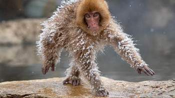Kategori Highly Commended : Roie Galitz dengan karya foto berjudul Space Man Foto: Comedy Wildlife Photografphy Awards