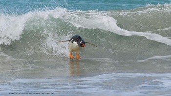 Kategori Highly Commended : Elmar Wiss dengan Surfing...South Atlantic Style! Foto: Comedy Wildlife Photografphy Awards