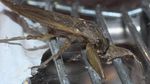 Potret Serangga Air Raksasa yang Disebut Dalam Hoax Bikin Kulit Bolong