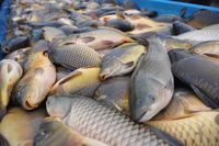 Stok Seafood Ekspor India Menumpuk Karena Virus Corona