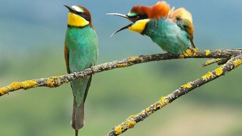 Jawara di kategori Spectrum Photo Creatures In The Air Award diriah Vlado-Pirsa lewat foto bertajuk Family Disagreement. Foto: Comedy Wildlife Photografphy Awards