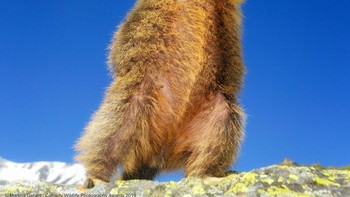 Kategori Highly Commended : Martina Gebert dengan foto Dancing...yeah! Foto: Comedy Wildlife Photografphy Awards