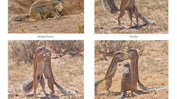 Jawara Amazing Internet Portfolio Award diriah Elaine Kruer lewat foto berjudul First Comes Love..then comes Marriage. Foto: Comedy Wildlife Photografphy Awards