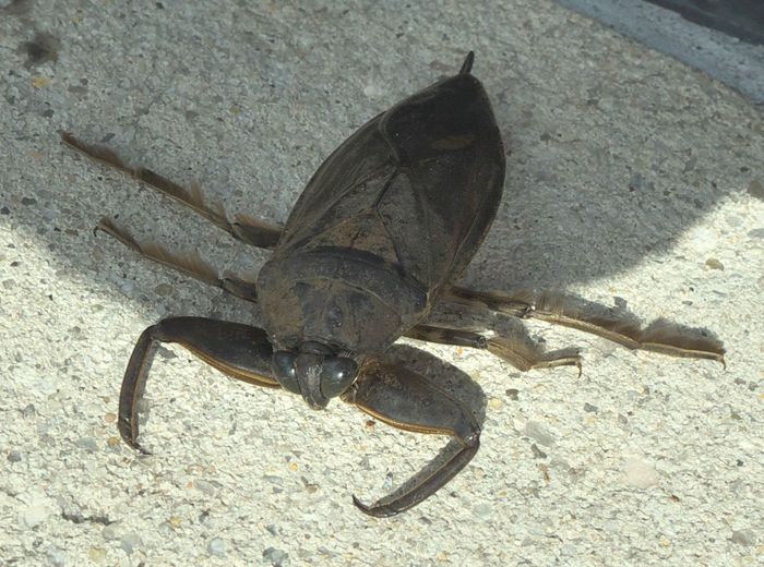 Serangga Air Raksasa