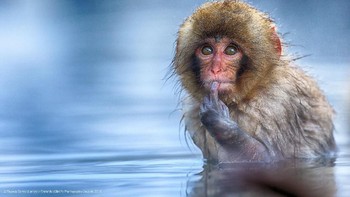 Kategori Highly Commended :Txema Garcia Laseca berjudul Tobe or not to be. Foto: Comedy Wildlife Photografphy Awards