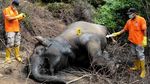 Miris! Gajah Sumatera Mati Diracun di Aceh Timur