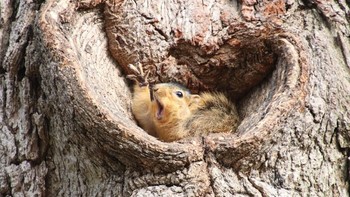 Kategori Highly Commended : Corey Seeman dengan foto berjudul Who would like a peanut? Foto: Comedy Wildlife Photografphy Awards