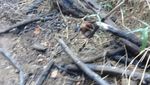 Foto Terkini Jalur Pendakian Gunung Semeru