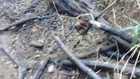 Tim Balai TNBTS telah melakukan survei jalur pendakian Gunung Semeru pada tanggal 16 November lalu. Lokasi yang dicek adalah bekas kebakaran hutan, dari Pos Ong sampai dengan Kalimati. Belasan orang memeriksa jalur itu (Foto: BBTNBTS/Instagram)
