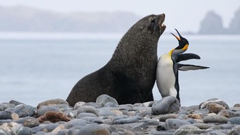 Kategori Highly Commended : Tim Mangelsen dengan karya berjudul Chest Bump. Foto: Comedy Wildlife Photografphy Awards