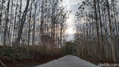 Foto: Kebun Jati yang Lagi Ngehits di Ciamis