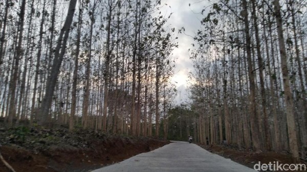 Foto: Kebun Jati yang Lagi Ngehits di Ciamis