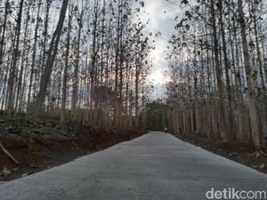 Kebun Jati di Ciamis Ini Lagi Ngehits sebagai Spot Foto & Selfie
