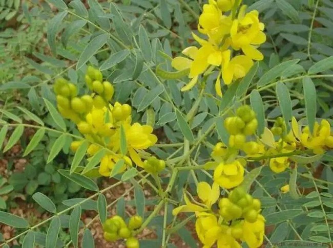 Kaya Khasiat! Ini 5 Teh Berbahan Daun Salam hingga Daun Kelor