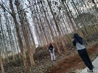 Kebun Jati di Ciamis Ini Mendadak Ngehits Sebagai Spot Selfie