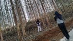 Foto: Kebun Jati yang Lagi Ngehits di Ciamis