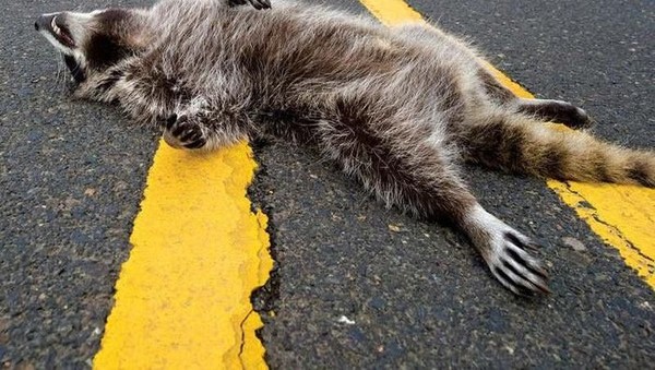 Tikus hingga Bangkai Hewan, Makanan Aneh Ini Disajikan di Pesta Pernikahan