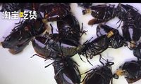 Tumis Serangga Berbau Tajam Jadi Makanan Favorit Warga Desa di China