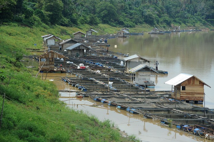 Mengenal Kenduri Swarnabhumi Tradisi Melestarikan Sungai Batanghari