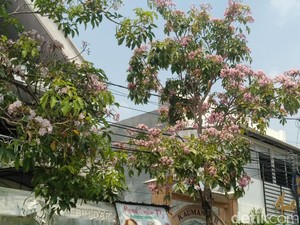 Tabebuya Juga Bermekaran di Lamongan, Lihatlah Indahnya