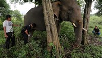 Gajah jinak bernama Winggo mengalami luka akibat diserang kawanan gajah liar di kawasan hutan Aceh Barat.