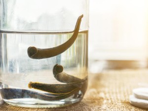 Hewan Annelida: Klasifikasi, Ciri dan Perannya