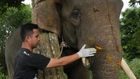 Dokter hewan Balai Konservasi Sumber Daya Alam (BKSDA) Aceh dibantu para pawang (mahout) memberikan pengobatan pada gajah jinak Conservation Response Unit (CRU) Alue Kuyun yang mengalami luka di seluruh badan di Pusat Latihan Gajah (PLG) Saree, Aceh besar, Aceh, Jumat (22/11/2019).