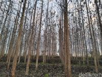 Kebun Jati di Ciamis Ini Mendadak Ngehits Sebagai Spot Selfie