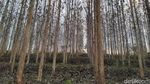 Foto: Kebun Jati yang Lagi Ngehits di Ciamis
