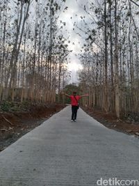Kebun Jati di Ciamis Ini Mendadak Ngehits Sebagai Spot Selfie