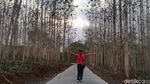 Foto: Kebun Jati yang Lagi Ngehits di Ciamis