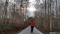 Awalnya spot kebun jati ini bisa terkenal memang gara-gara sering menghiasi foto di media sosial seperti Instagram dan Facebook. Traveler tertarik ke sini? (Dadang Hermansyah/detikcom)