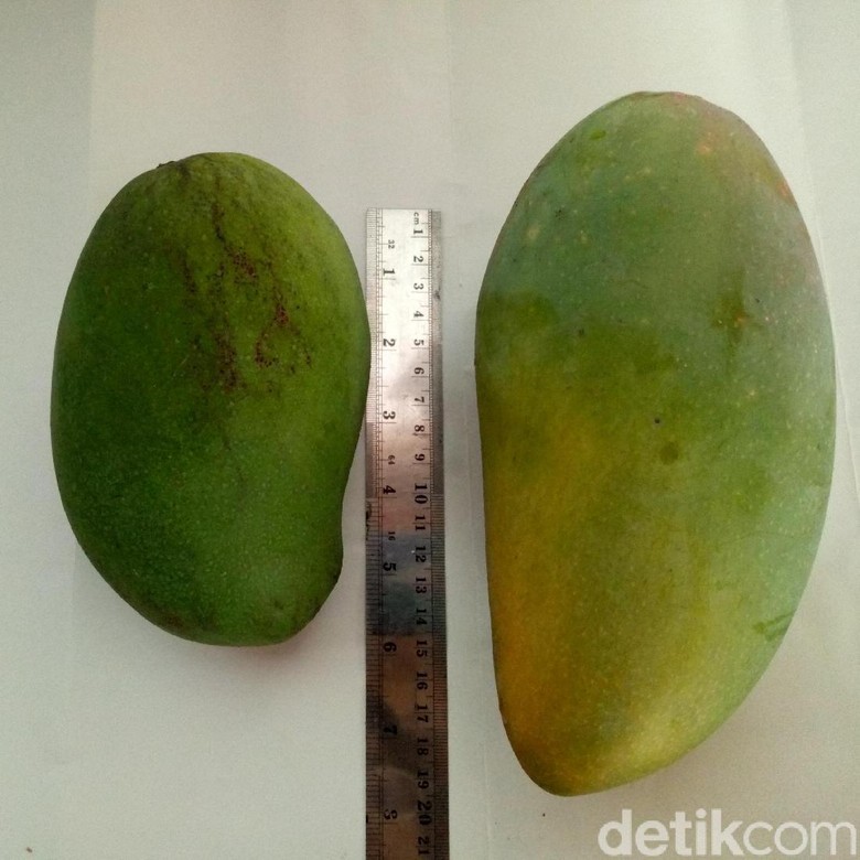 Mangga Kiojay, Tak Hanya Manis Tapi Juga Besar Ukurannya