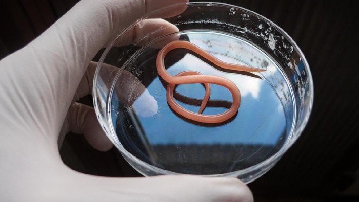 Foto: iStock Foto: iStock