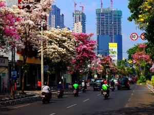 Tak Hanya Rajin Tanam Tabebuya, Pemkot Surabaya Juga Punya Pembibitannya