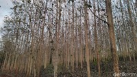 Lokasi kebun jati ini berada di Dusun Kersikan, Desa Handapherang, Kecamatan Cijeungjing, Kabupaten Ciamis, Jawa Barat. (Dadang Hermansyah/detikcom)