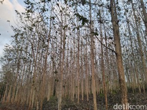 Ngeri! Investasi Jabon Makan Korban 124 Ribu Orang dan Rugi Rp 378 M