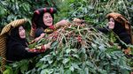 Intip Festival Panen Kopi Gayo di Aceh