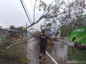 Angin Kencang Landa 5 Kecamatan di Klaten, Banyak Pohon Tumbang
